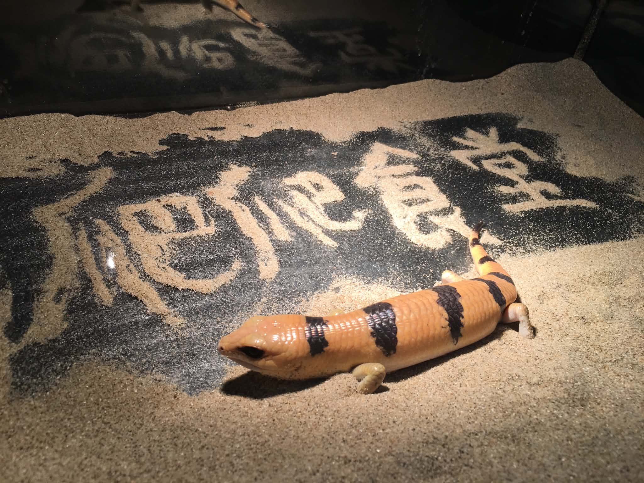 爬爬食堂 — 店內夥伴